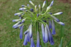 Agapanthus inapertus