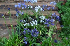 Agapanthus contrasting colours