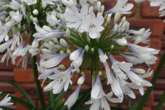 Agapanthus bicolor