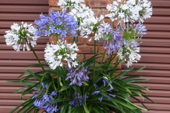 Agapanthus contrasting colours