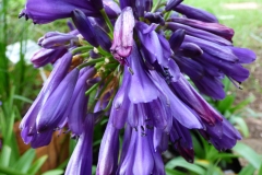 Agapanthus Purple Delight