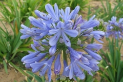 Agapanthus Tsolo