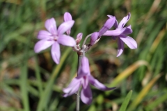 Tulbaghia violacea