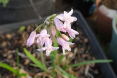 Tulbaghia simmleri pink