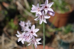 Tulbaghia cominsii