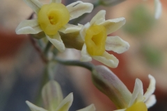Tulbaghia dregeana