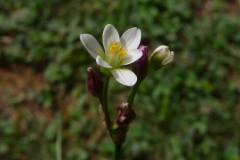 Prototulbaghia siebertii