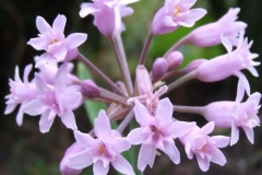 Tulbaghia simmleri lilac