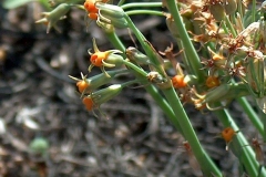 Tulbaghia acutiloba