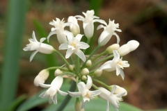 Tulbaghia simmleri white