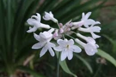 tulbaghia violacea white