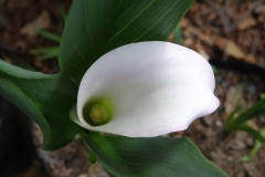 Zantedeschia rehmannii