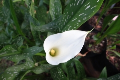 Zantedeschia aethiopica spotted leaf