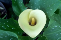 Zantedeschia albomaculata subsp albomaculata