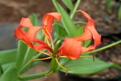 Gloriosa superba