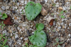Eriospermum appendiculatum