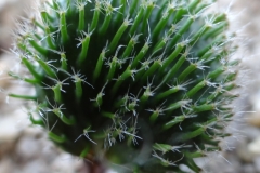 Eriospermum erinum