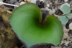Eriospermum zeyheri