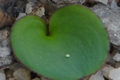 Eriospermum zeyheri