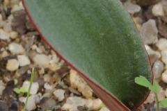 Eriospermum lanuginosum