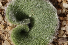 Eriospermum pustulatum