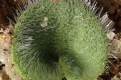 Eriospermum pustulatum