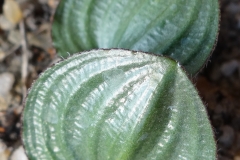 Eriospermum subincanum