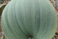 Eriospermum lanuginosum