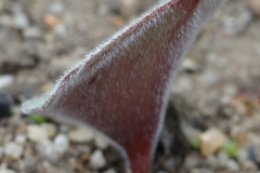 Eriospermum lanuginosum