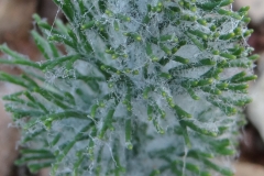 Eriospermum paradoxum