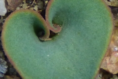 Eriospermum zeyheri