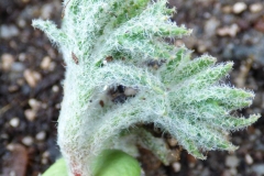 Eriospermum dregei