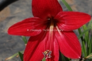 Sprekelia formosissima x Amaryllis 'Cancun'