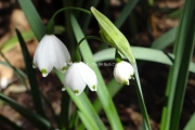 Leucojum aestivum