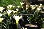 Zephyranthes primulina