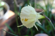 Narcissus cantabricus