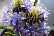 Scilla peruviana