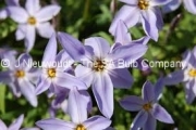 Ipheion uniflorum