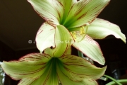 Amaryllis Rising Star
