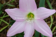 Habranthus robustus