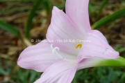 Habranthus robustus