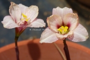 Habranthus tubispathus var roseus