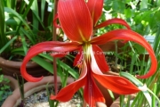 Sprekelia formosissima