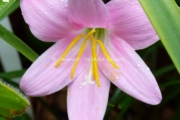 Zephyranthes grandiflora