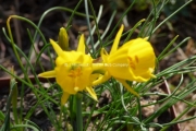 Narcissus bulbocodium