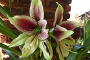 Hippeastrum papilio