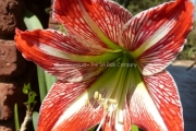 Amaryllis Hippeastrum sp.