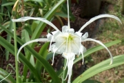 Hymenocallis littoralis