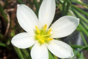 Zephyranthes candida
