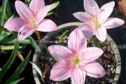 Zephyranthes grandiflora